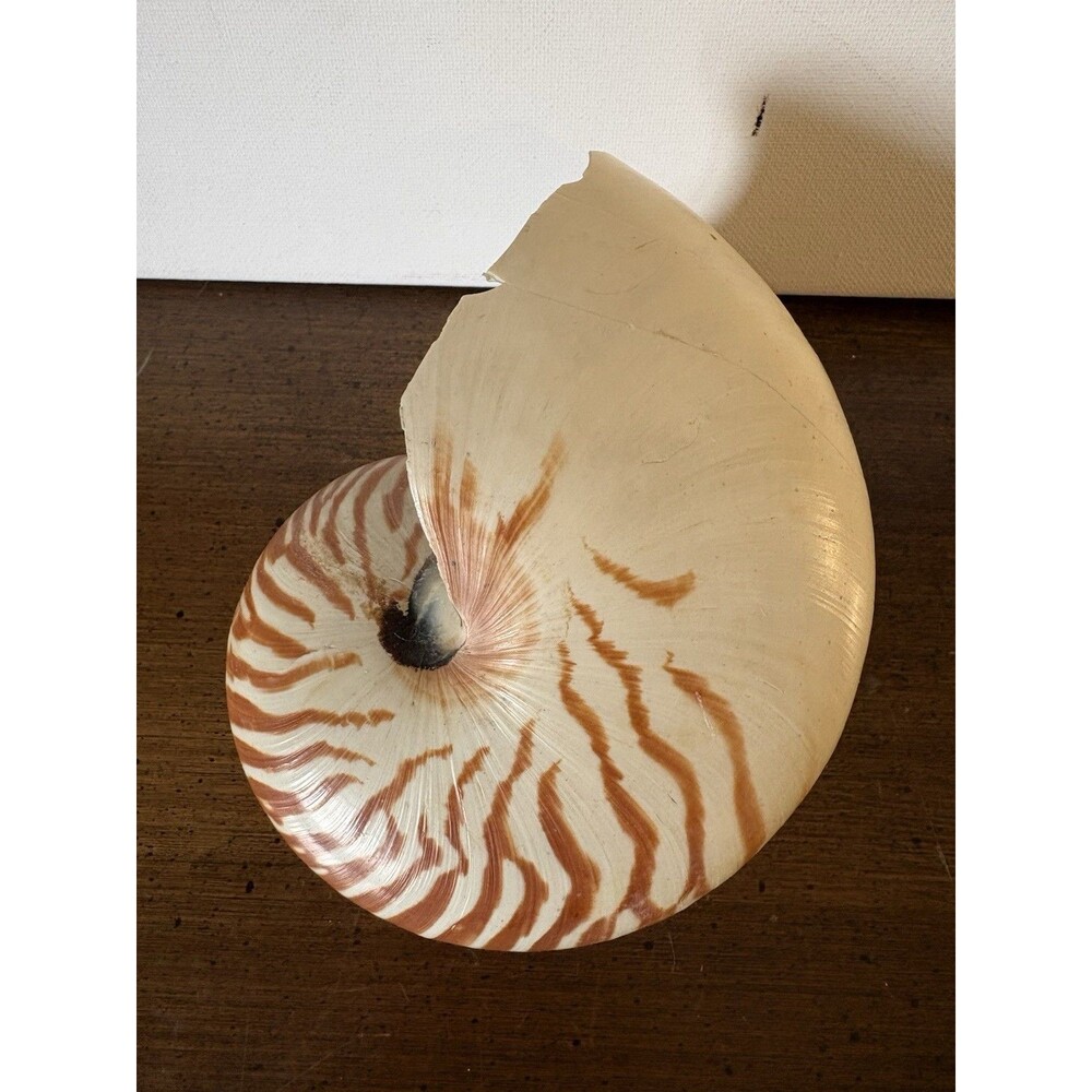 Tiger Striped Nautilus Pompilius Shell 6” DAMAGED